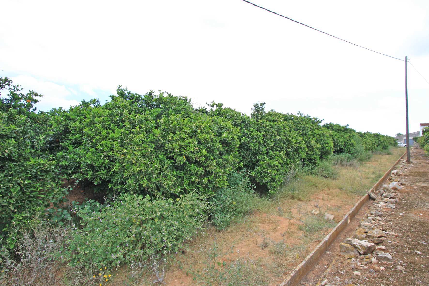 Land in Alicante - Image 4