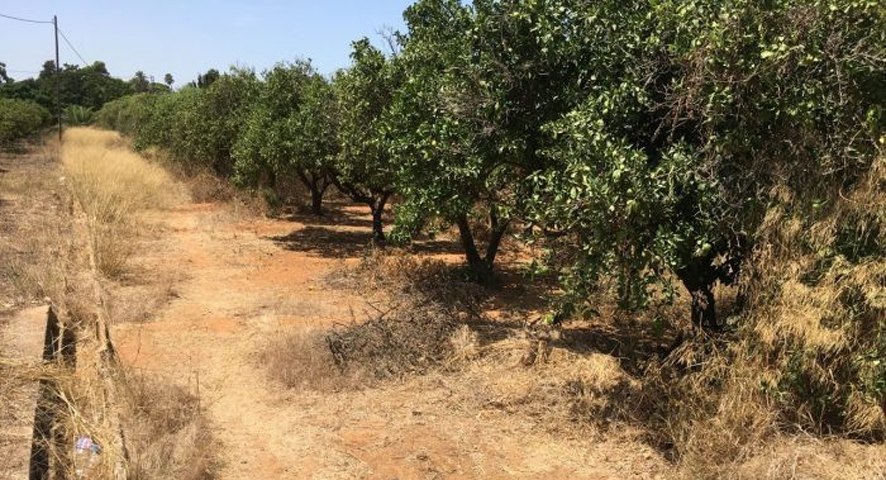 Land in Alicante - Image 5